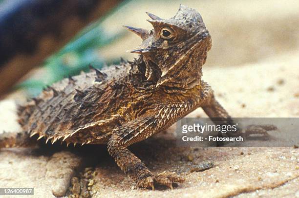 close-up of horned toad - bufo toad stock pictures, royalty-free photos & images