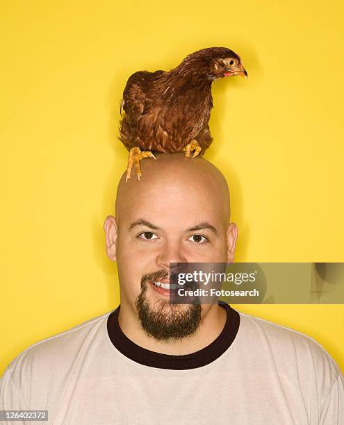 bald caucasian mid-adult man with golden laced wyandotte chicken on his head. - golden wyandottes stock pictures, royalty-free photos & images