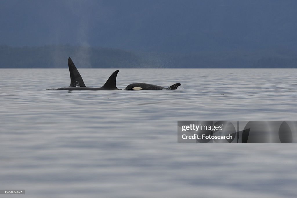 A pod of 6 Orcas (Orcinus orca) encountered off Sail Island and followed until McDonald Rocks in Frederick Sound, Southeast Alaska. The pod consisted of two adult males, two adult females, one possibl