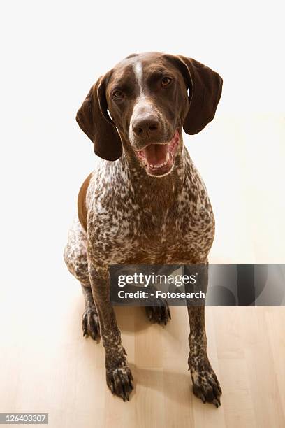 german shorthaired pointer dog sitting and looking up at viewer. - german shorthaired pointer fotografías e imágenes de stock