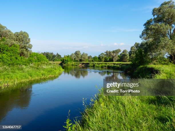 summer landscape of river at summer sunny day - rivier gras oever stockfoto's en -beelden