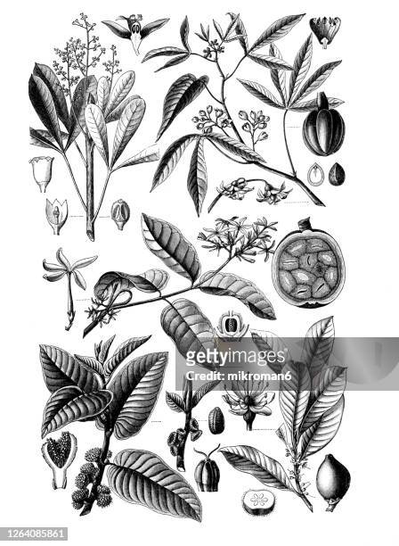 old engraved illustration of a rubber plants - grabado técnica de ilustración ilustraciones fotografías e imágenes de stock