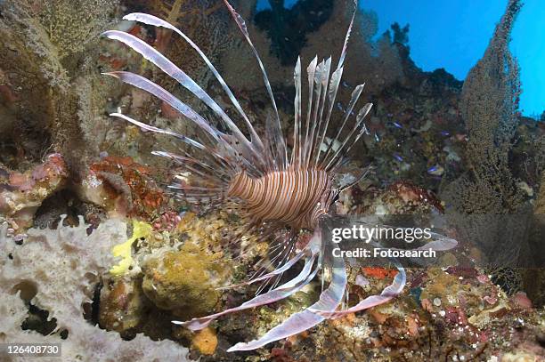 fire lionfish (pterois radiata), swimming over colourful coral reef, sipidan, mabul, malaysia. - pterois radiata stock pictures, royalty-free photos & images