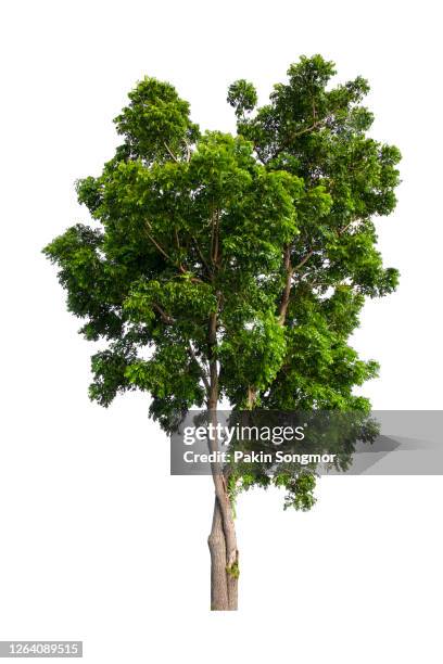 large green tree isolated on white background. - tropical rainforest stock pictures, royalty-free photos & images