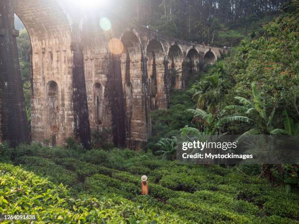 woman standing in tea plantation and contemplating famous bridge at sunset - sri lanka and tea plantation imagens e fotografias de stock