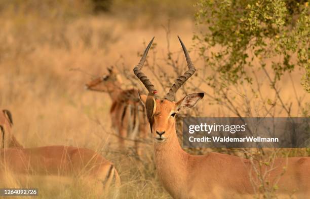 Impala Impala Horns Photos and Premium High Res Pictures - Getty Images