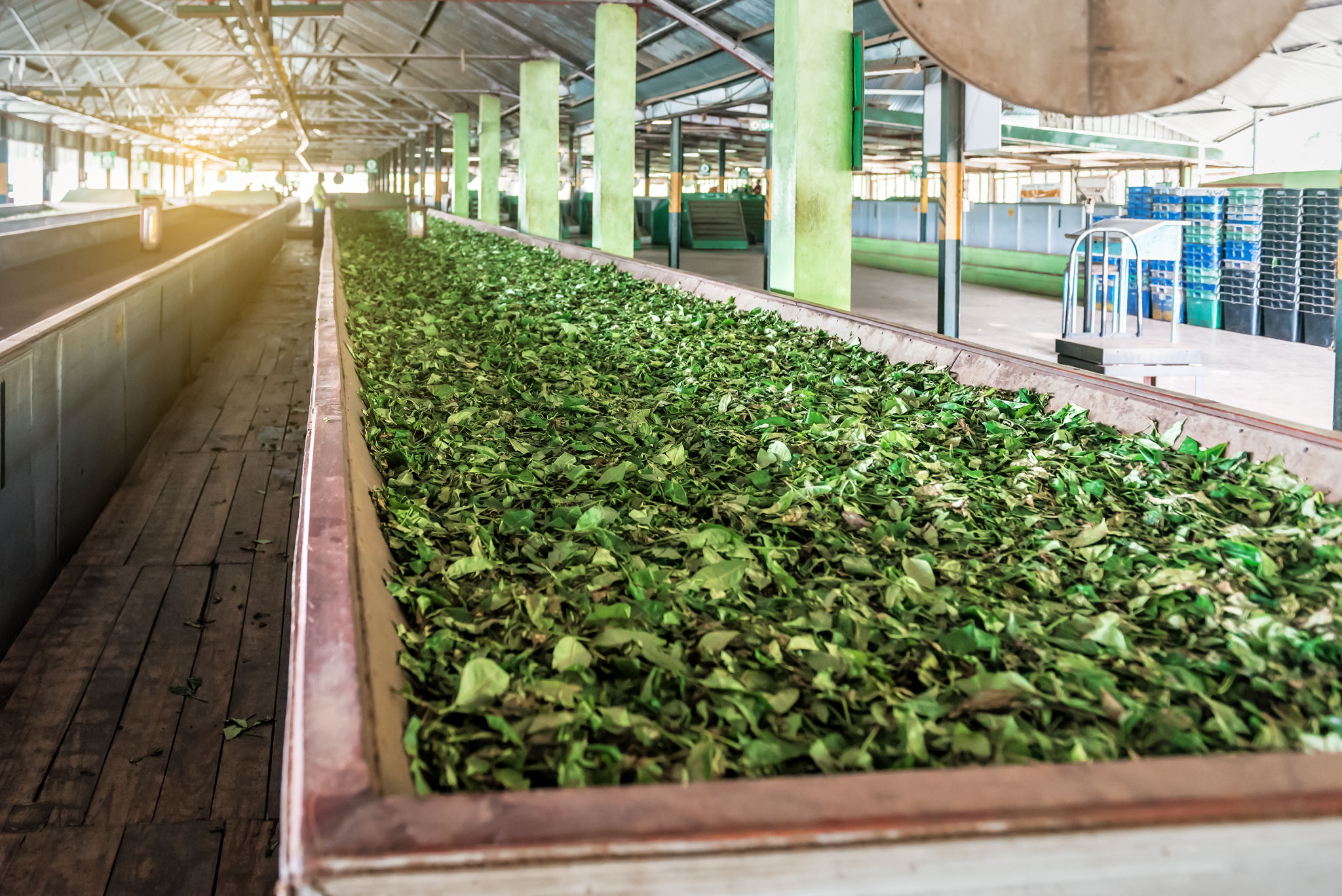 tea processing