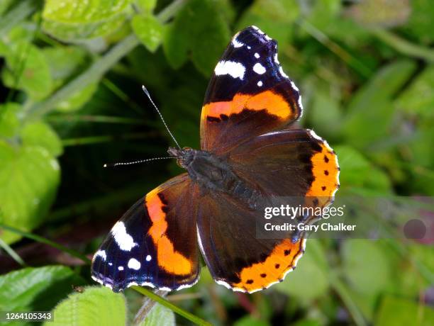 red admiral [ vanessa atalanta] butterfly - vanessa atalanta stock pictures, royalty-free photos & images
