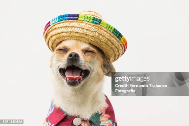 dog with hat smiling - chihuahua dog foto e immagini stock