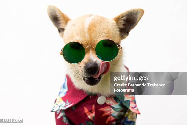 dog with shirt and glasses - licking lips stock pictures, royalty-free photos & images