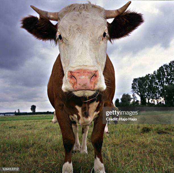 cow standing in field - cow eye stock pictures, royalty-free photos & images