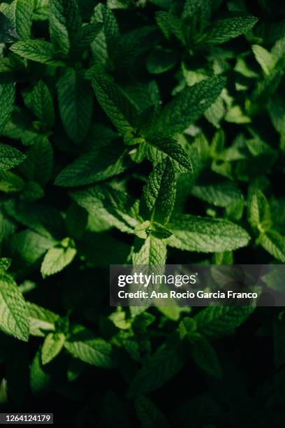 aromatic mint shrub with green leaves growing in the field - menta verde foto e immagini stock