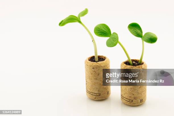 close-up of seedling plant growing out wine corks stopper isolated on white background. - recycled plant pot stock pictures, royalty-free photos & images