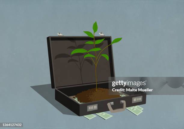 money and growing sapling inside business briefcase - new business stock illustrations