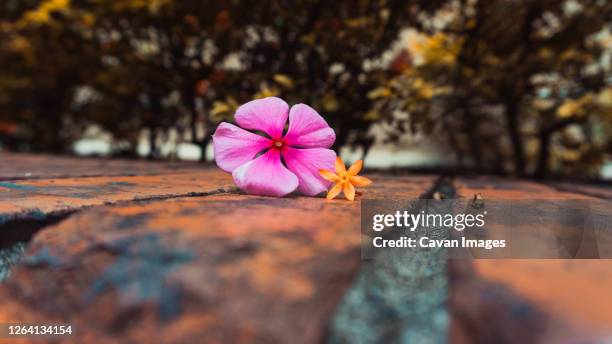 a colorful close up of some little flowers - valle del cauca stock-fotos und bilder