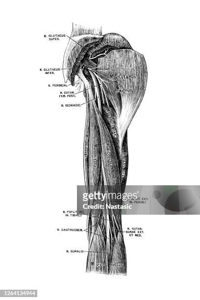 sciatic nerve - sciatic stock illustrations