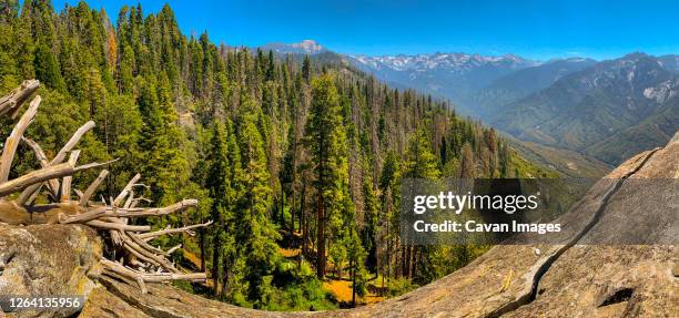 sequoia national park in california - california red fir stock pictures, royalty-free photos & images