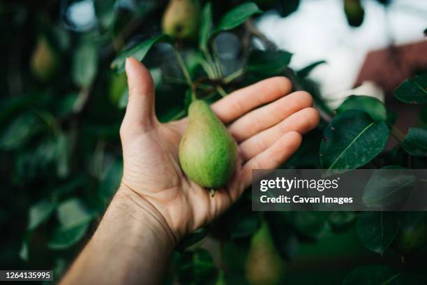 young man holding a pear in her hands. - pear tree stock pictures, royalty-free photos & images