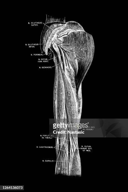 sciatic nerve - sciatic stock illustrations