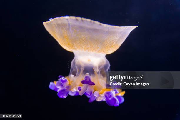 beautiful jellyfish floating in aquarium water - bioluminescência imagens e fotografias de stock