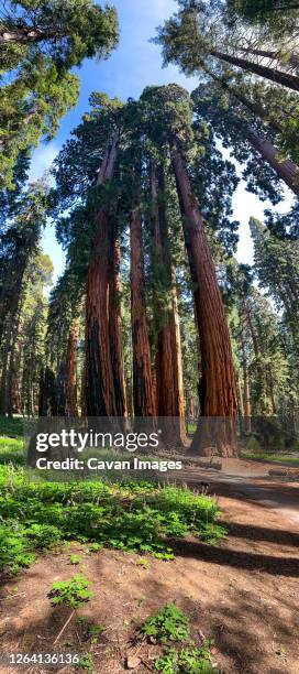 sequoia national park in california - california red fir stock pictures, royalty-free photos & images