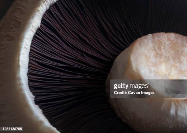 portobello mushroom close up in natural window light - regno dei funghi foto e immagini stock