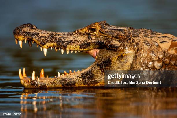 the profile view of yacare caiman (caiman yacare) on cuiaba river pantanal - face and profile and mouth open stock pictures, royalty-free photos & images