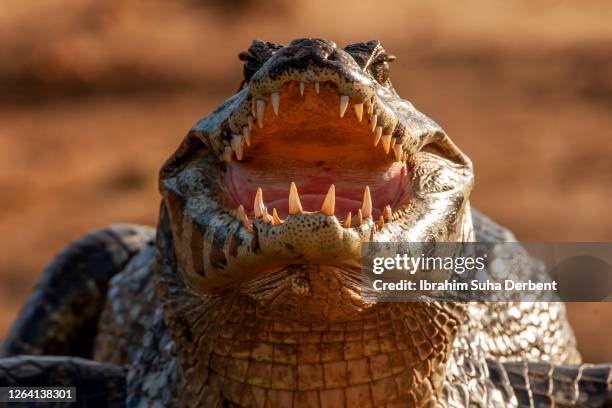 199 Planet Of Crocodiles Photos and Premium High Res Pictures - Getty Images 199 Planet Of Crocodiles Photos and Premium High Res Pictures - Getty Images