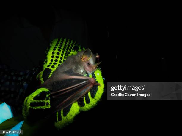 bat eating sweet milk recovering to fly away - bat eyes stock pictures, royalty-free photos & images