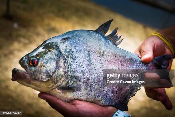 a big piranha still alive. - vichada river stock pictures, royalty-free photos & images