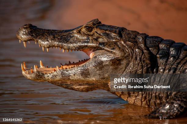 the side view portrait of yacare caiman (caiman yacare) with open mouth while it is entering cuiaba river at pantanal - face and profile and mouth open stock-fotos und bilder