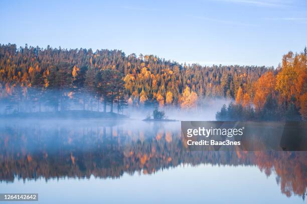 mist and autumn colours in the forest - oktober stockfoto's en -beelden