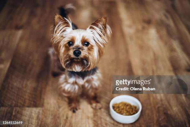beautiful yorkshire terrier standing on the floor - yorkshire terrier playing stock pictures, royalty-free photos & images