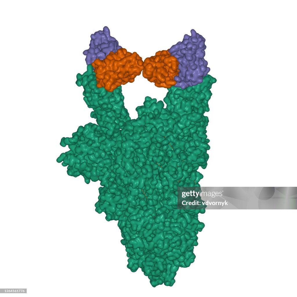 Structure of the SARS-CoV-2 spike glycoprotein homotrimer (green) in complex with the S309 neutralizing antibody Fab fragment homodimer (brown and violet)