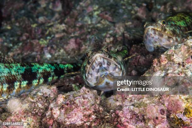 Ulae Fish 28 Sand Diving Lizard Stock Photos, High-Res Pictures, and Images ...