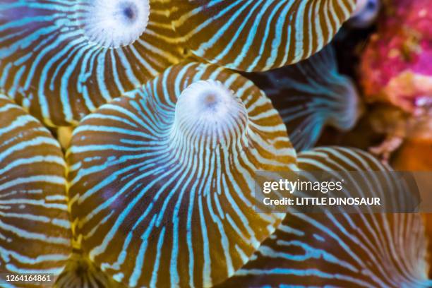 bubble-tip anemone (entacmaea quadricolor). close-up - entacmaea stock pictures, royalty-free photos & images