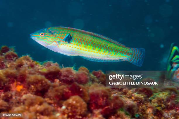 cupid wrasse, thalassoma cupido (temminck & schlegel, 1845) - blenny stock pictures, royalty-free photos & images