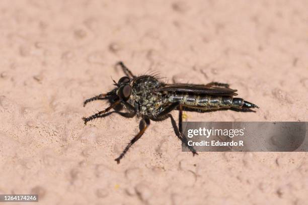 Swarm Of Flies Photos and Premium High Res Pictures - Getty Images