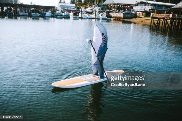grote witte haai die op paddleboard berijdt - humor stockfoto's en -beelden
