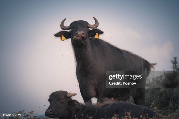 water buffalo of agios achillios - bufalo indiano foto e immagini stock