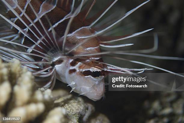 fire lionfish (pterois radiata), fire lionfish clearly showing fin rays, red sea, egypt - pterois radiata stock pictures, royalty-free photos & images