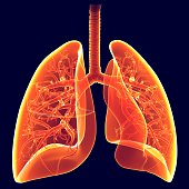 3d illustration human lungs anatomy
