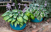 Flower pots of Hosta plants