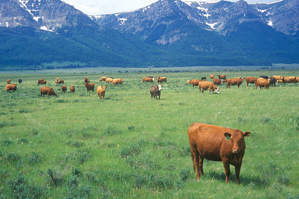 grazing cattle - cattle grazing stock pictures, royalty-free photos & images