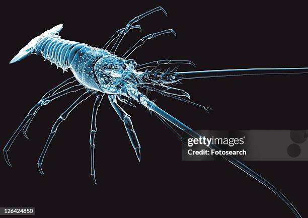 black, black background, blue - skeleton shrimp stock pictures, royalty-free photos & images