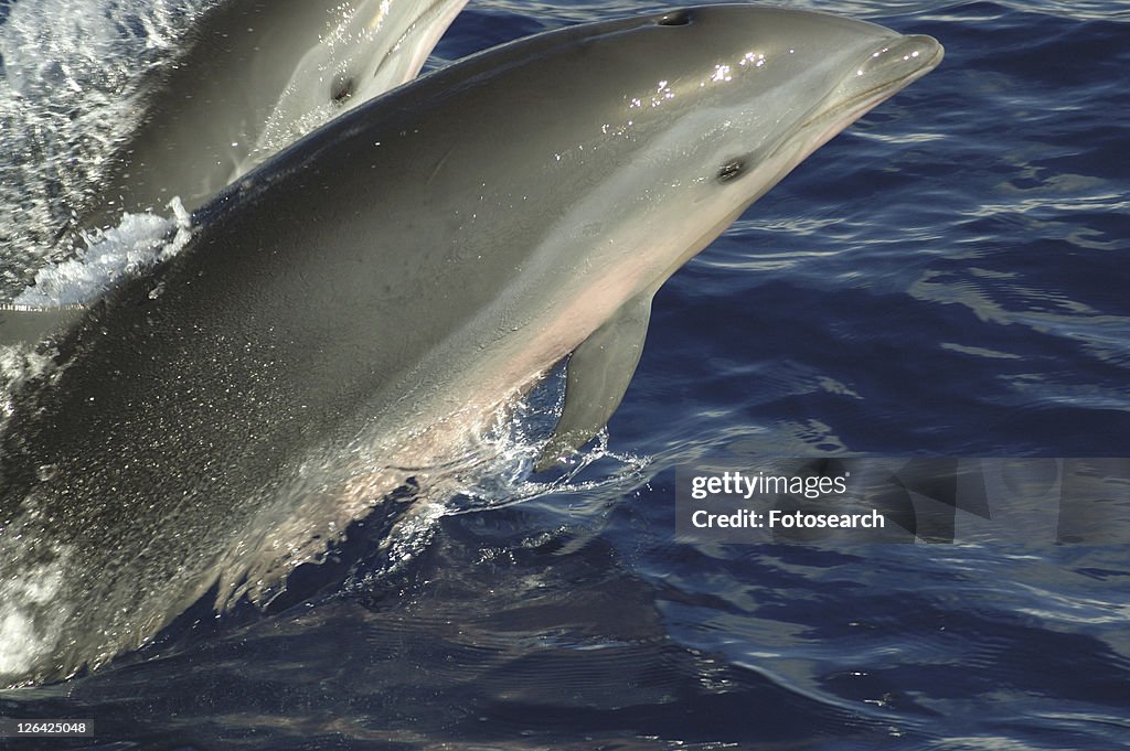 Fraser's dolphin (Lagenodelphis hosei). A bow riding Fraser's dolphin showing clearly the distinctive pink colouring.Caribbean.