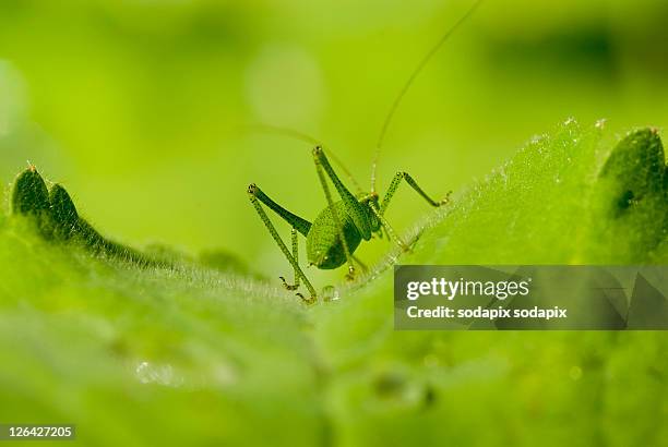 , Foto stock