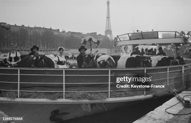 Des vaches en bateau-mouche pour la promotion d'une grande société laitière en février 1969 à Paris, France.
