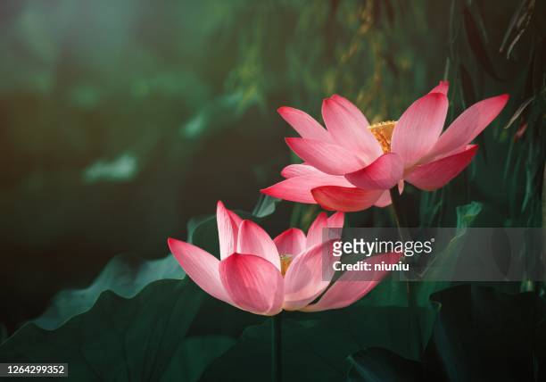 lotus flower - spirituality stock pictures, royalty-free photos & images
