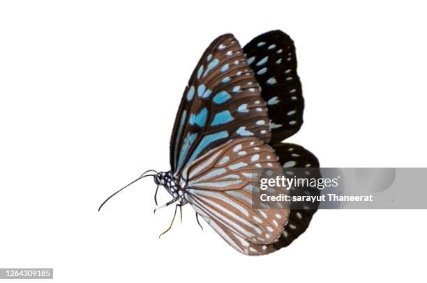 butterfly spots orange yellow white background isolate - butterly stock-fotos und bilder